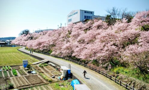2023.3.19 【開催！】南足柄の春めき桜ライド